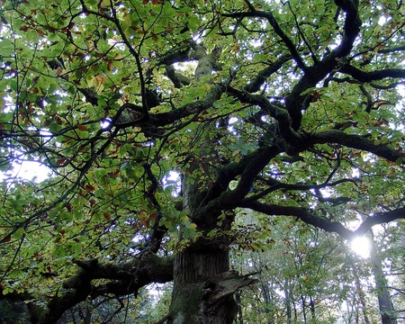 Tree - nature, trees