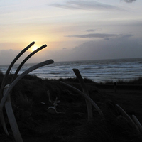 Whale bones on the beach