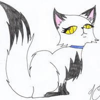 kitty
