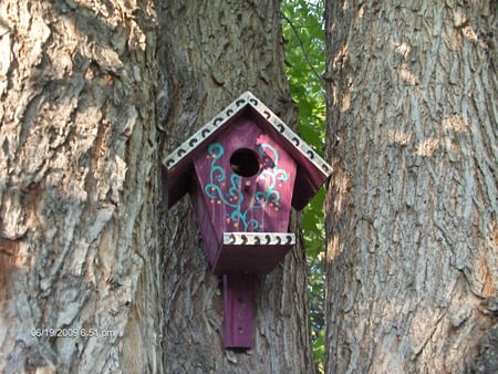 bird house - house, in tree, paradise, outside