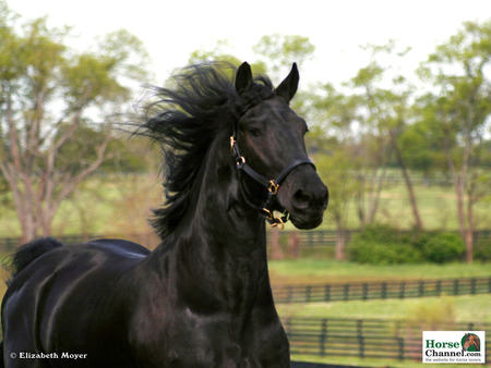 Black Friesian - horse, animal, cavalo, friesian, black