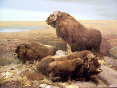 buffalo bison - Other & Animals Background Wallpapers on Desktop Nexus ...