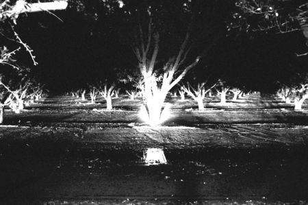 Tree on Fire - long exposure, california, black and white, orchard, tree