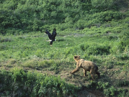 bear eagle - brown bear, bald eagle, alaska