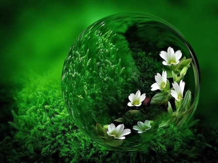 White Flowers - ball, flowers, pretty, glass