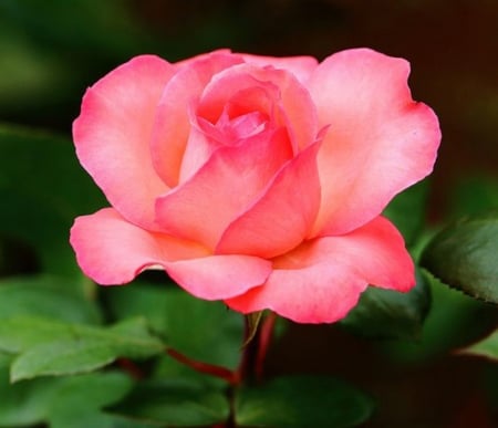 Pink Beauty - flowers, nature, macro, rose, petals, pink