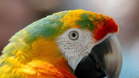 Parrot - red, bird, parrot, yellow, eye, skin, colorful, green