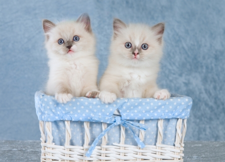 Kittens - basket, white, animal, kitten, blue, cute, sweet, cat