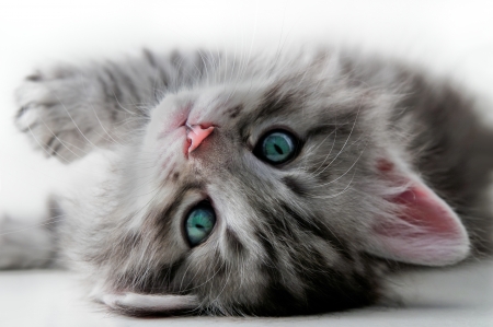 Kitten - animal, kitten, paw, cute, pink, sweet, cat