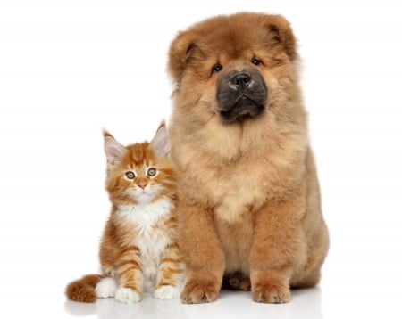 Kitten and puppy - cat, puppy, couple, ginger, kitten, white, dog, animal, orange, cute