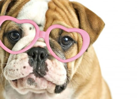 Feeling loveable - animal, glasses, cute, rachael hale, sweet, puppy, bulldog, valentine, heart, dog