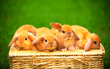 A basket of adorable rabbit - rabbit, adorable, green, basket, cute, grass