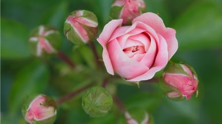 pink rose and buds - bud, flowers, rose, pink