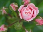 pink rose and buds