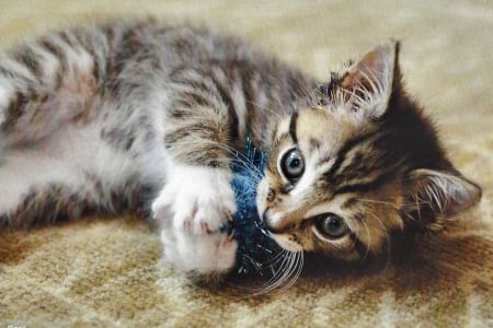 Basil - Cat F - wide screen, cat, photography, beautiful, feline, animal, pet, photo