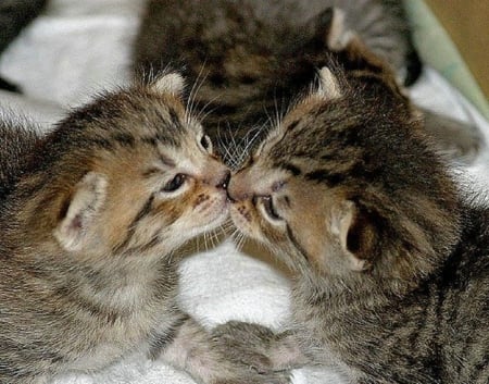 ~ ♥ღ Sweet Kiss ღ♥ ~ - kirrens, cats, kiss, sweet, animals