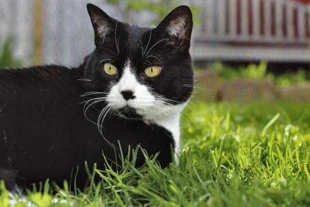 Millie - Cat F - wide screen, animal, pet, beautiful, photo, cat, photography, feline