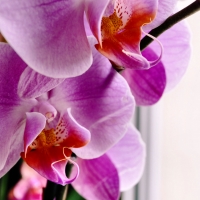 Closeup Orchids F