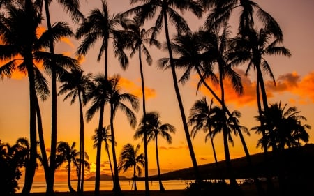 Hawaiian Sunset - nature, hawaii, palm trees, sunset