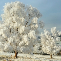 Winter frost