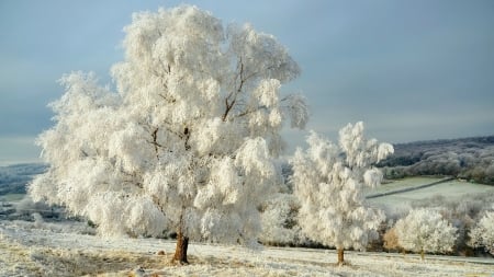 Winter frost - trees, winter, beautiful, snow, landscape, frozen, cold, frost, field