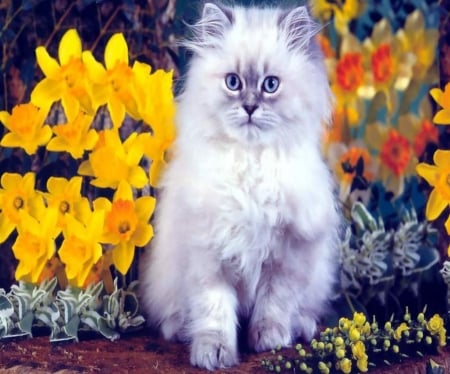 Cute Kitten - fluffy, flowers, animal, kitten, spring, cat