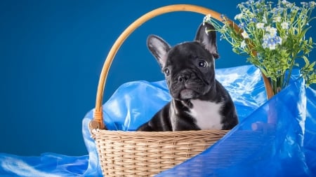 Buldog - cute, basket, buldog, animal