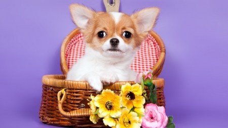 Chihuahua - animal, cute, flowers, basket, chihuahua, dog