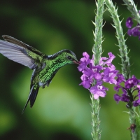 Humming-bird