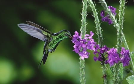 Humming-bird - flower, purple, colibri, pasare, bird, pink, humminh-bird, green