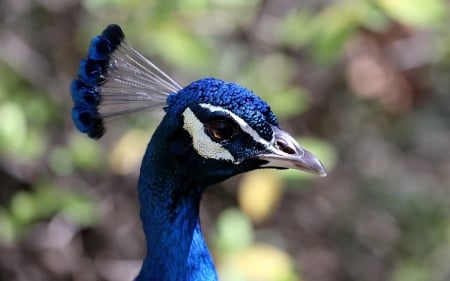 Peacock - peacock, blue, paun, bird, pasare