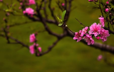 Peach blossom - flower, pink, spring, peach blossom, branch, green