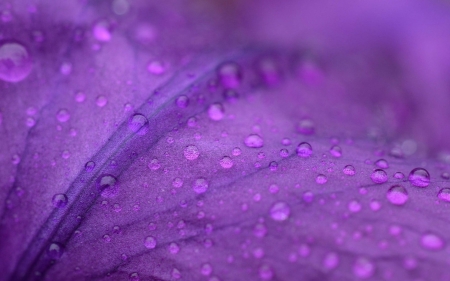 Water drops - skin, petal, purple, water drops, macro, texture, pink