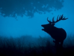 Deer in the night