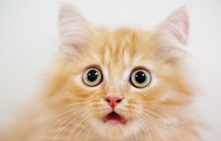 Really?! - white, cat, surprised, animal, orange, funny face, kitten, ginger