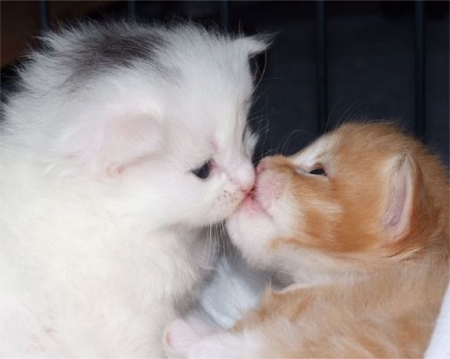 ~ â™¥áƒ¦ Inoccent Kiss áƒ¦â™¥ ~ - kiss, kittens, animals, cats, cute