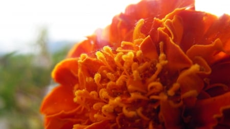 Marigold under the Sun - beauty, sunshine, bloom, flower