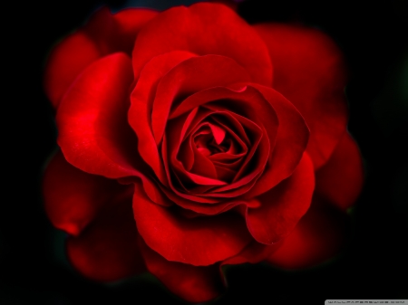 Awesome red rose - black, rose, flower, red