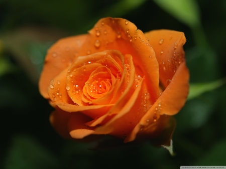 Orange rose - leaves, orange, green, rose