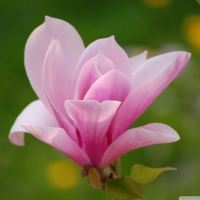 Pink Magnolia