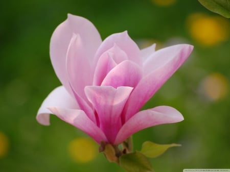 Pink Magnolia - green, magnolia, flower, pink