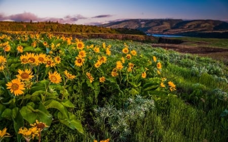 Beautiful Scenery - flowers, hills, nature, scenery