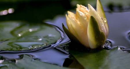 Lilies - flower, yellow, lilies, nature