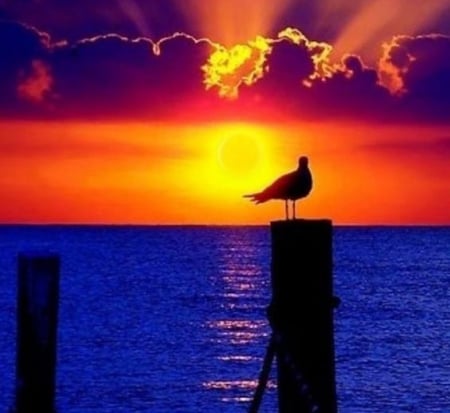 Seagull at Sunset - bird, clouds, seagull, sunset, nature