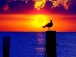 Seagull at Sunset