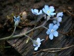 Forget me Not