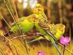 Cute Birds