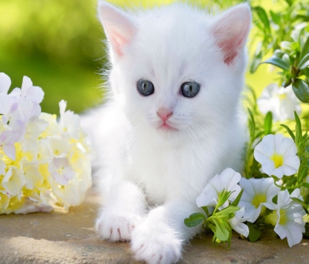 Lovely Kitten - white, animal, kitten, flowers, cat