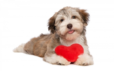 Happy Valentine's Day! - white, puppy, dog, heart, red, card, animal, valentine