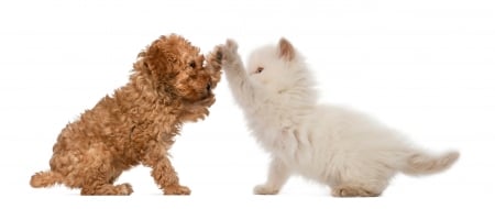 Peace - paw, couple, cat, puppy, peace, kitten, white, brown, dog, card, animal, sweet